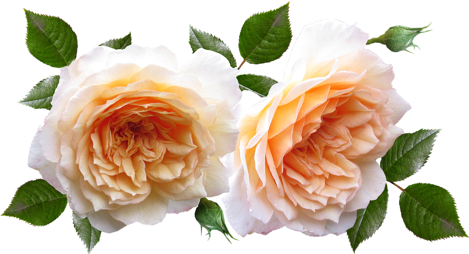 Roses, Flowers, Plants, Garden, Perfume - Garden (960x529), Png Download