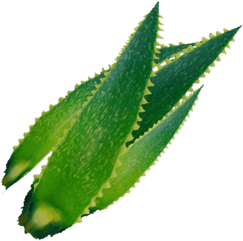 Medicinal Plants (500x500), Png Download