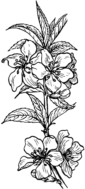 Outline, Plants, Tree, Flower, Branch, Plant, Nut - Plant Clip Art (320x640), Png Download