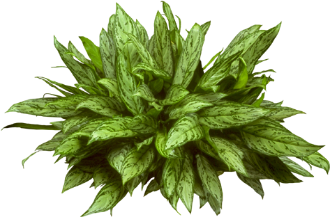 The Plant Lady - Aglaonema Silver Queen Png (500x343), Png Download