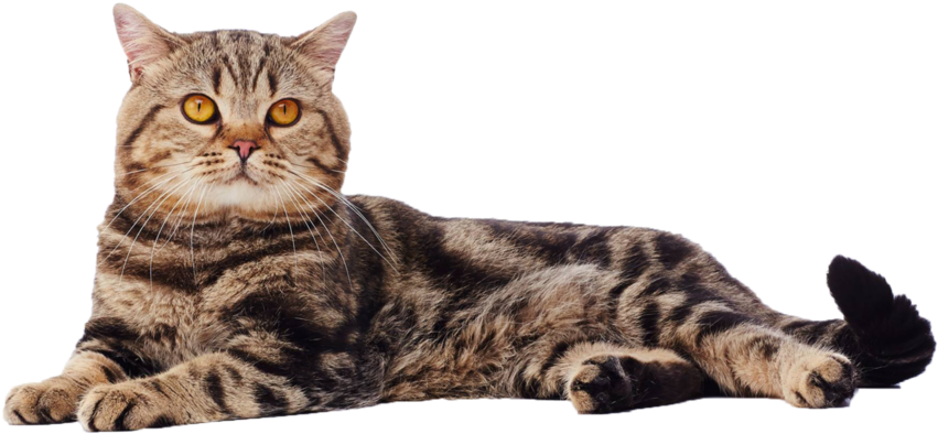 British Shorthair - Cat (1000x647), Png Download