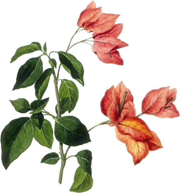 Bougainvillea Drawing Botanical Illustration - Botanical Drawings Flowers (668x655), Png Download