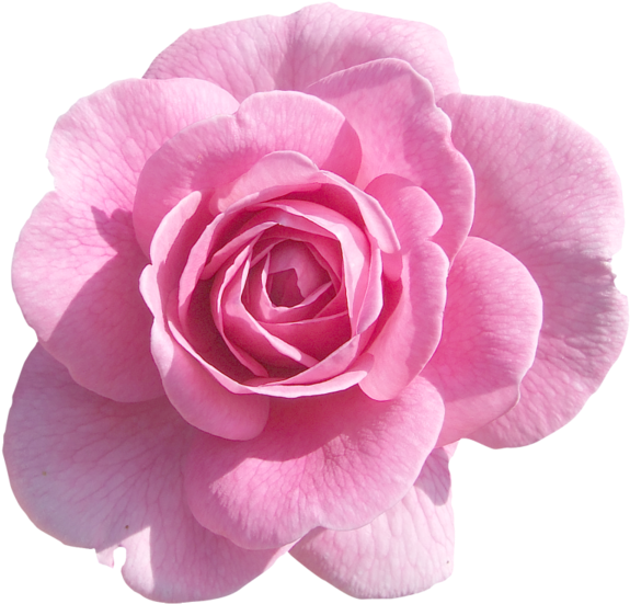 Pink Rose Png, Pink Roses, Light Pink Rose, Pink Flowers, - Light Pink Rose Png (600x599), Png Download