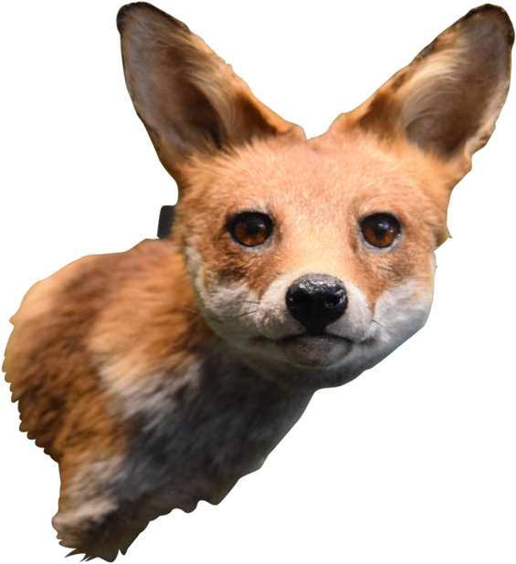 Taxidermy Fox Head Mount - Swift Fox (683x1024), Png Download