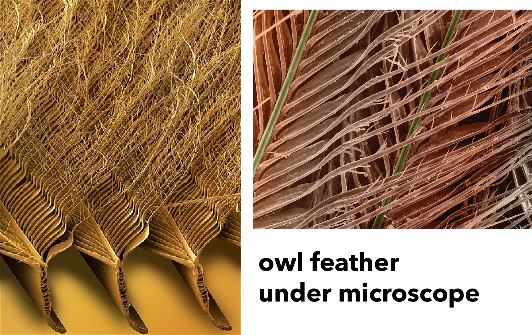 Chaise Lounge Inspired By Owl's Feather - Barbules In Owl Feathers (1920x1080), Png Download