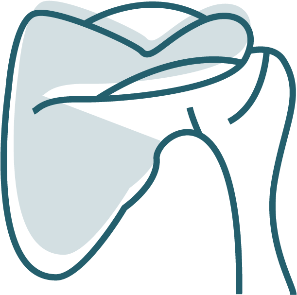 Shoulder (858x872), Png Download