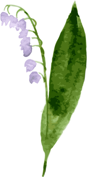 Bellflower Picture - Lily Of The Valley (800x800), Png Download