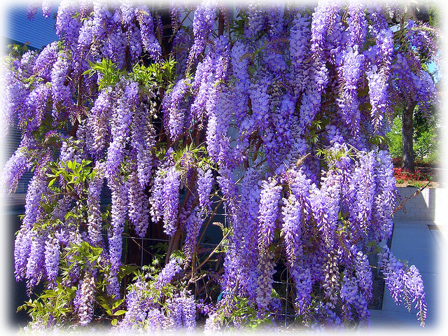 Japanese Wisteria - Plante Vivace Grimpante (640x480), Png Download