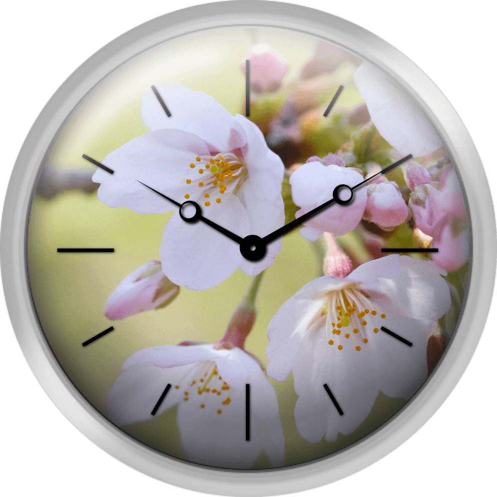 Close Up Of Cherry Blossoms Spring In Japan - Red Wall Clock For Christmas Transparents (992x992), Png Download