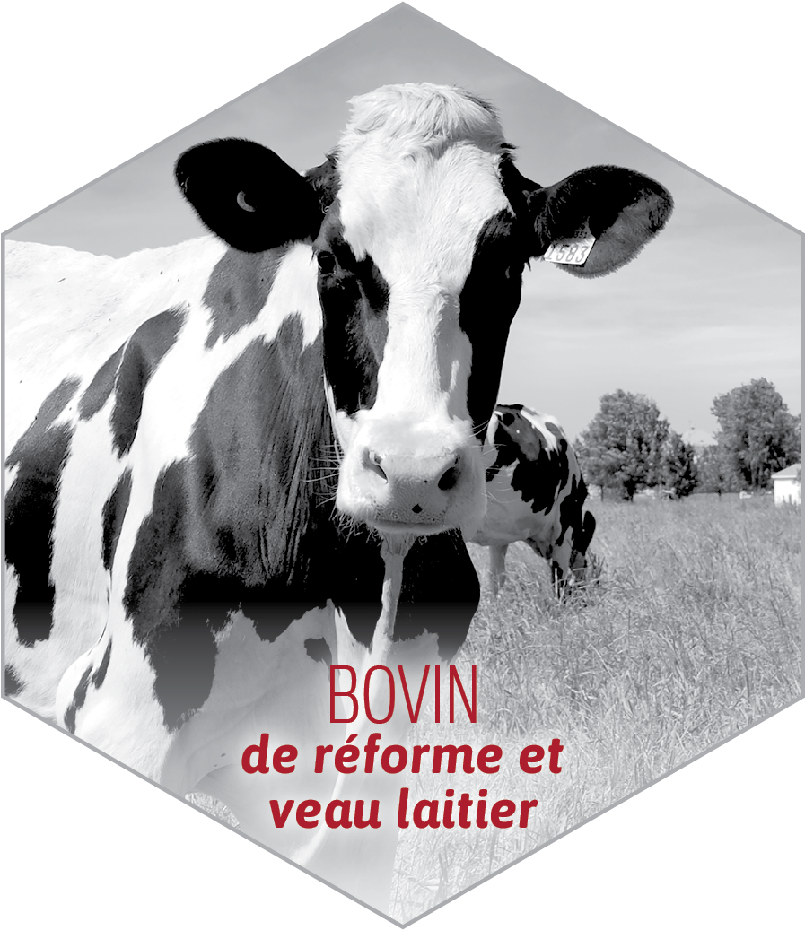 Icon 1549619 960 720 - Dairy Cow (1200x1200), Png Download