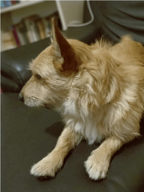 Photo Of Shaggy - Companion Dog (638x638), Png Download