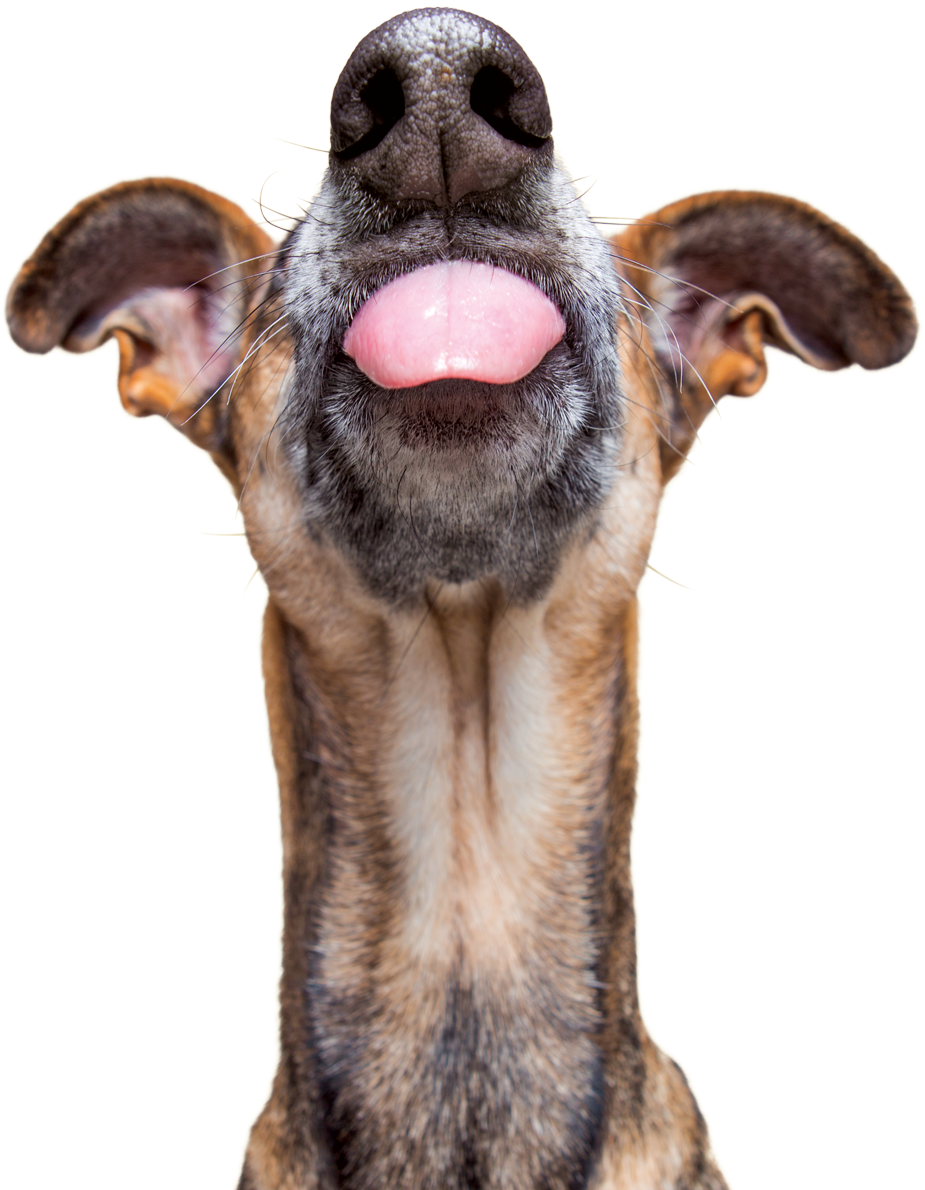We Can All Agree That We Want Our Pets To Live Long, - Dog (992x1230), Png Download