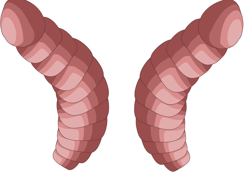 Worms Png - Illustration (832x591), Png Download