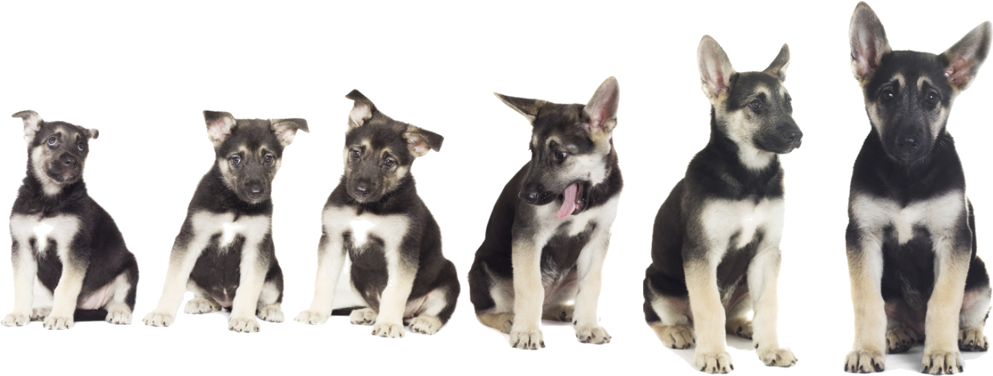 Growing Puppy Gs Png M - Pastor Aleman Cachorro Ojos Azules (1495x559), Png Download