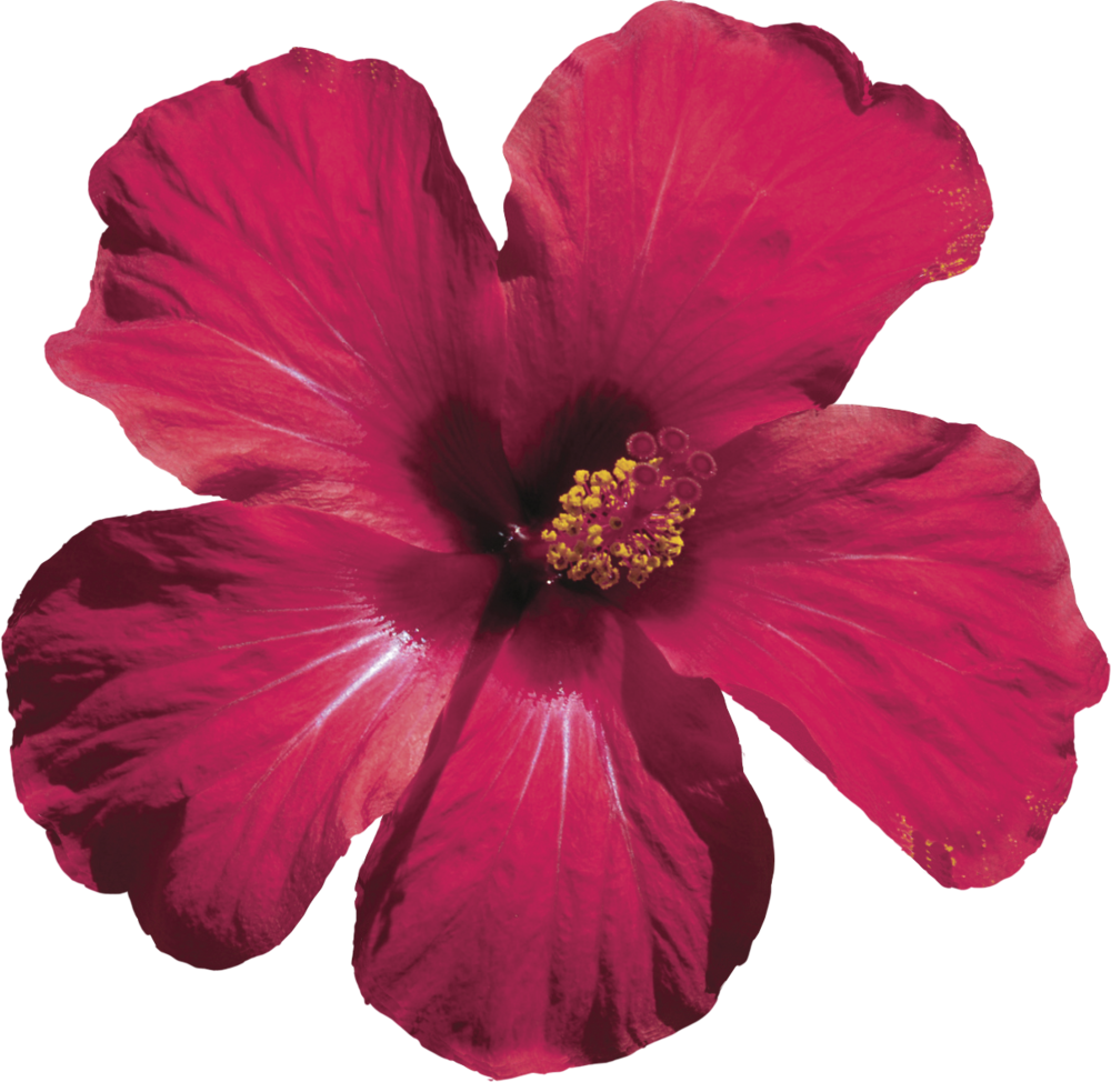 We Handcraft Each Floral Elixir With Love - Real Red Flowers Png (1000x974), Png Download
