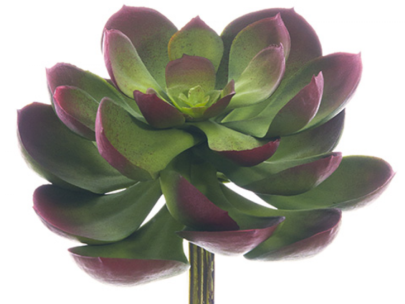 5"lx6"w Soft Echeveria Pick Green Burgundy - White Mexican Rose (800x800), Png Download