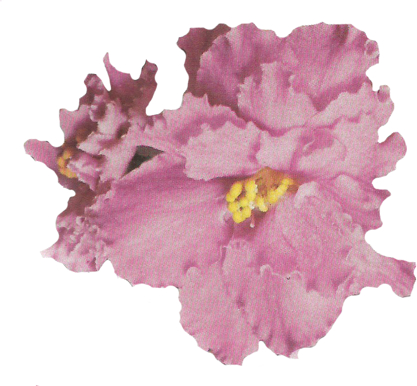 And For This Relaunch - Artificial Flower (838x755), Png Download