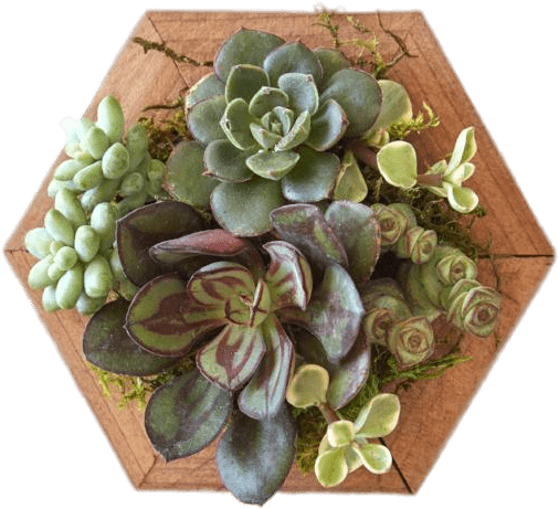 Download - Succulent Plant (800x800), Png Download