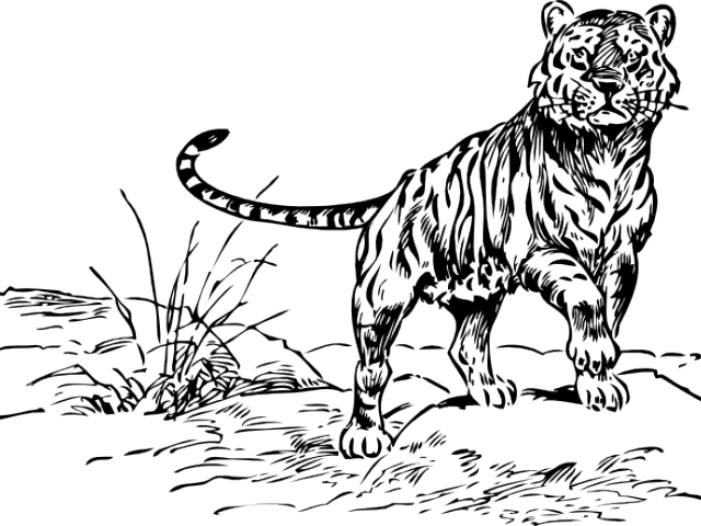 White Tiger Clipart Drawable - Siberian Tiger Black And White Png (640x480), Png Download