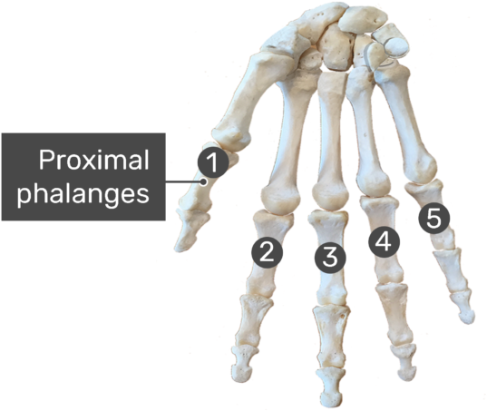 Proximal Phalanges Bone - Real Carpal Bones Anterior View (770x533), Png Download
