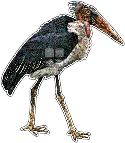 Marabou Stork Line Art And Full Color Illustrations - Marabou Stork Drawing (525x600), Png Download