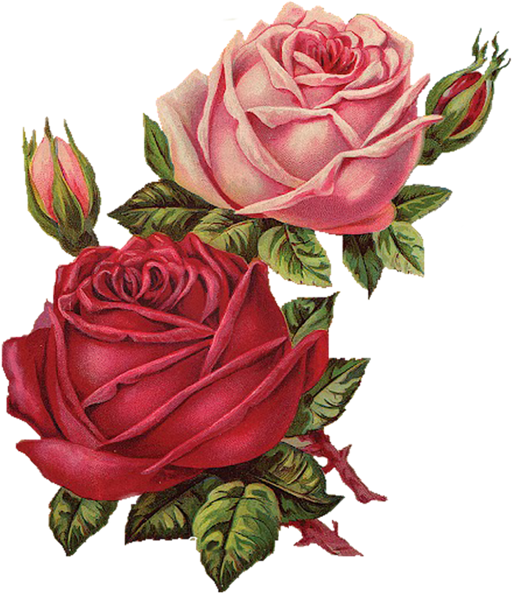 Flower Flowers Flores Vintage Flor Rosa Rosespink Roses - Aesthetic Rose Transparent (1024x1188), Png Download