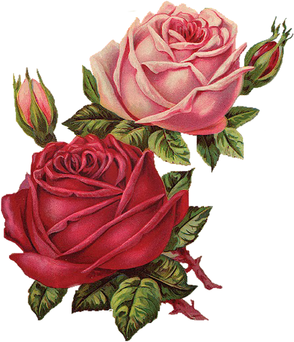34+ Aesthetic Transparent Background Rose Png PNG