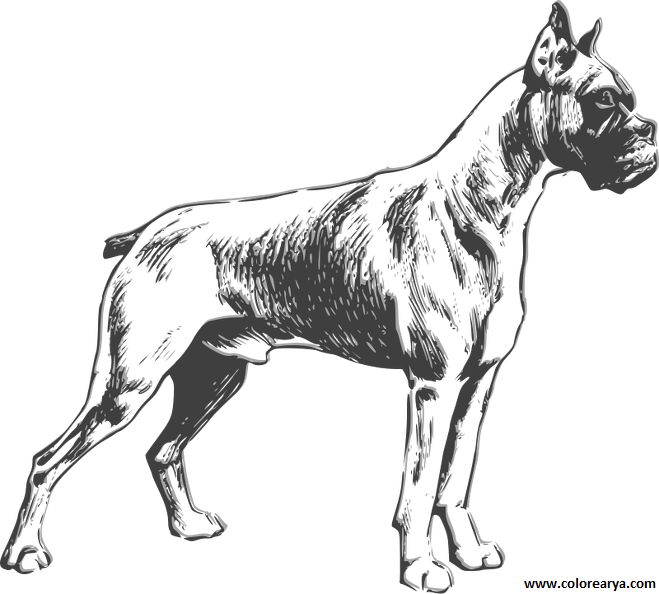 Dibujos Colorear Perro (659x594), Png Download