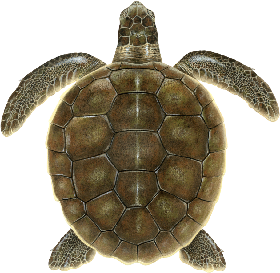Juvenile Flatback Sea Turtle (1000x993), Png Download