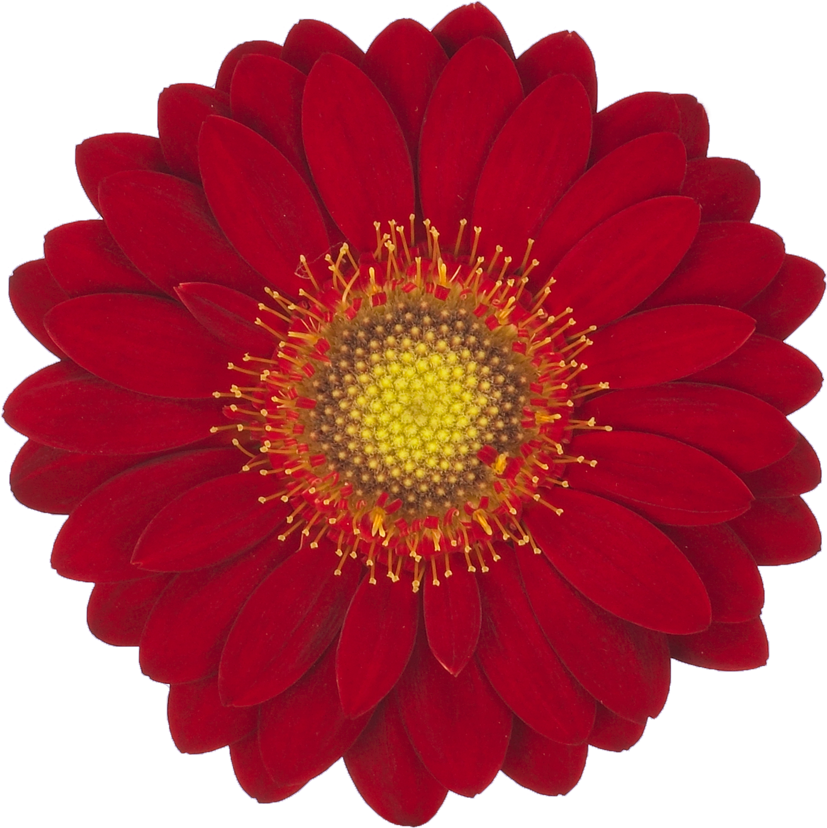 Red Velvet - Adornos Por Mes Morado (3307x3307), Png Download