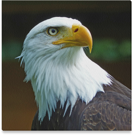 American Bald Eagle Head (800x800), Png Download