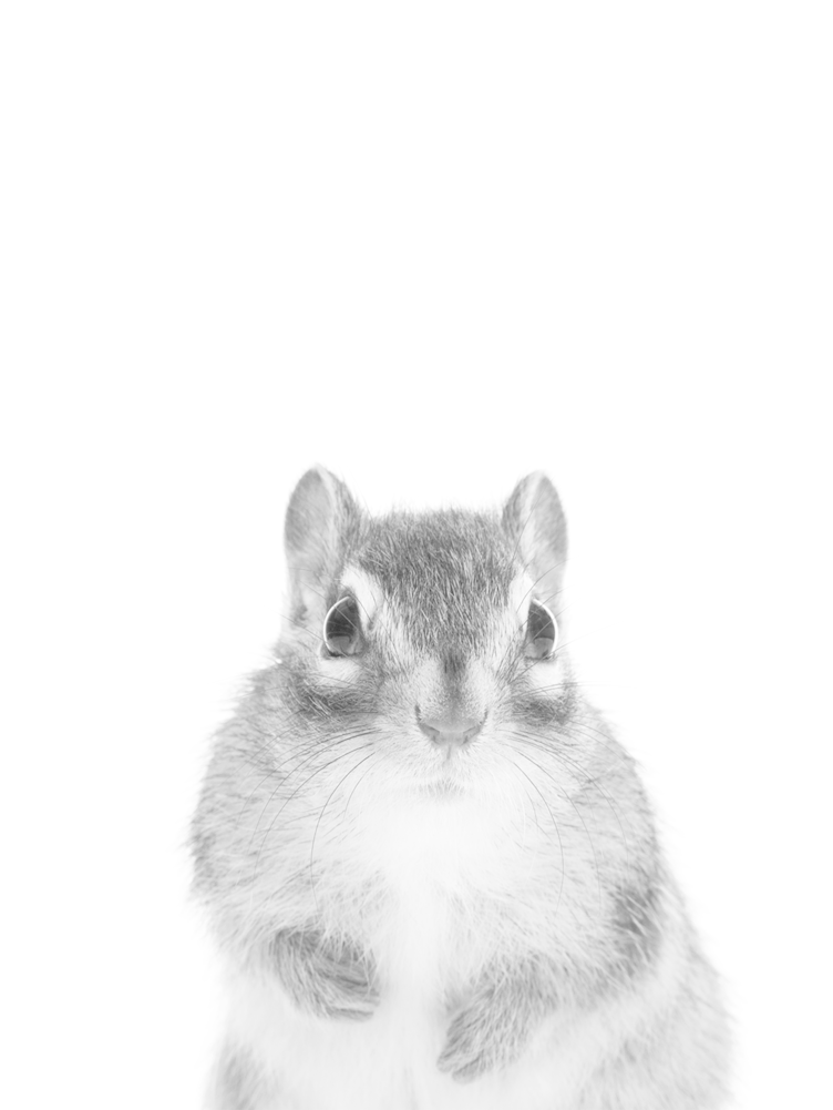 Grey Squirrel (1000x1000), Png Download