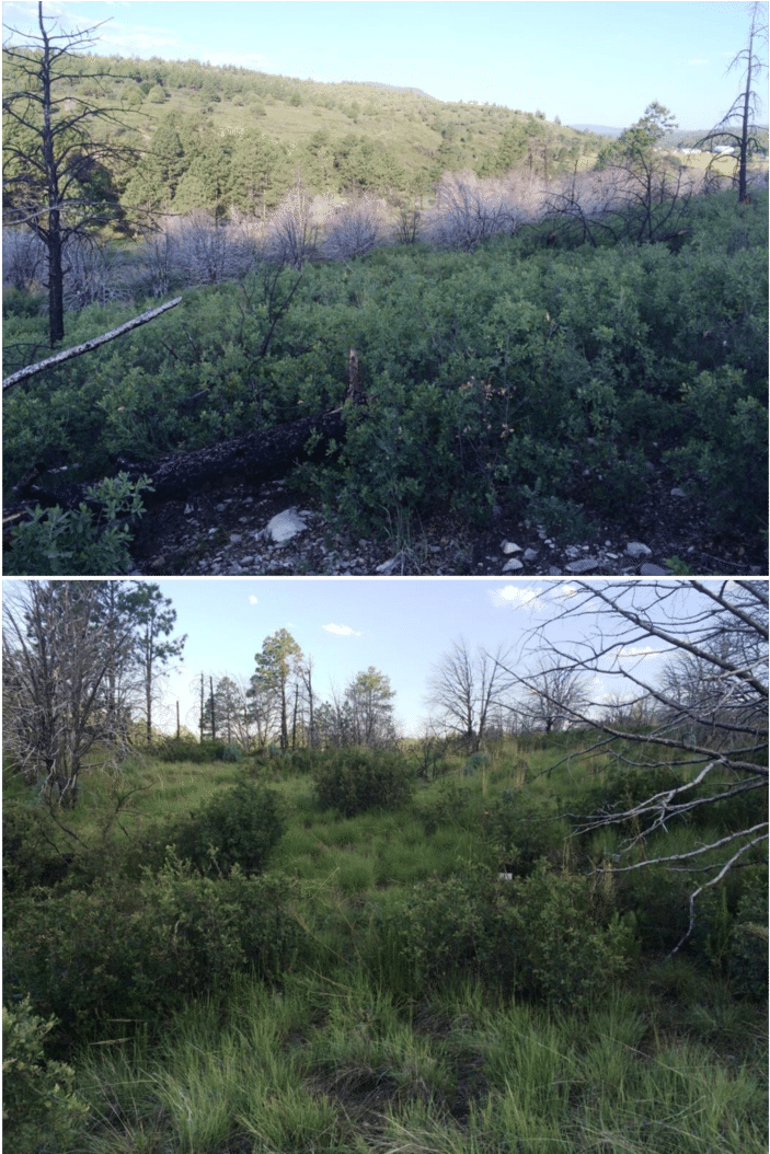 Survey Location For The Peñasco Least Chipmunk In James - Larch (850x1053), Png Download