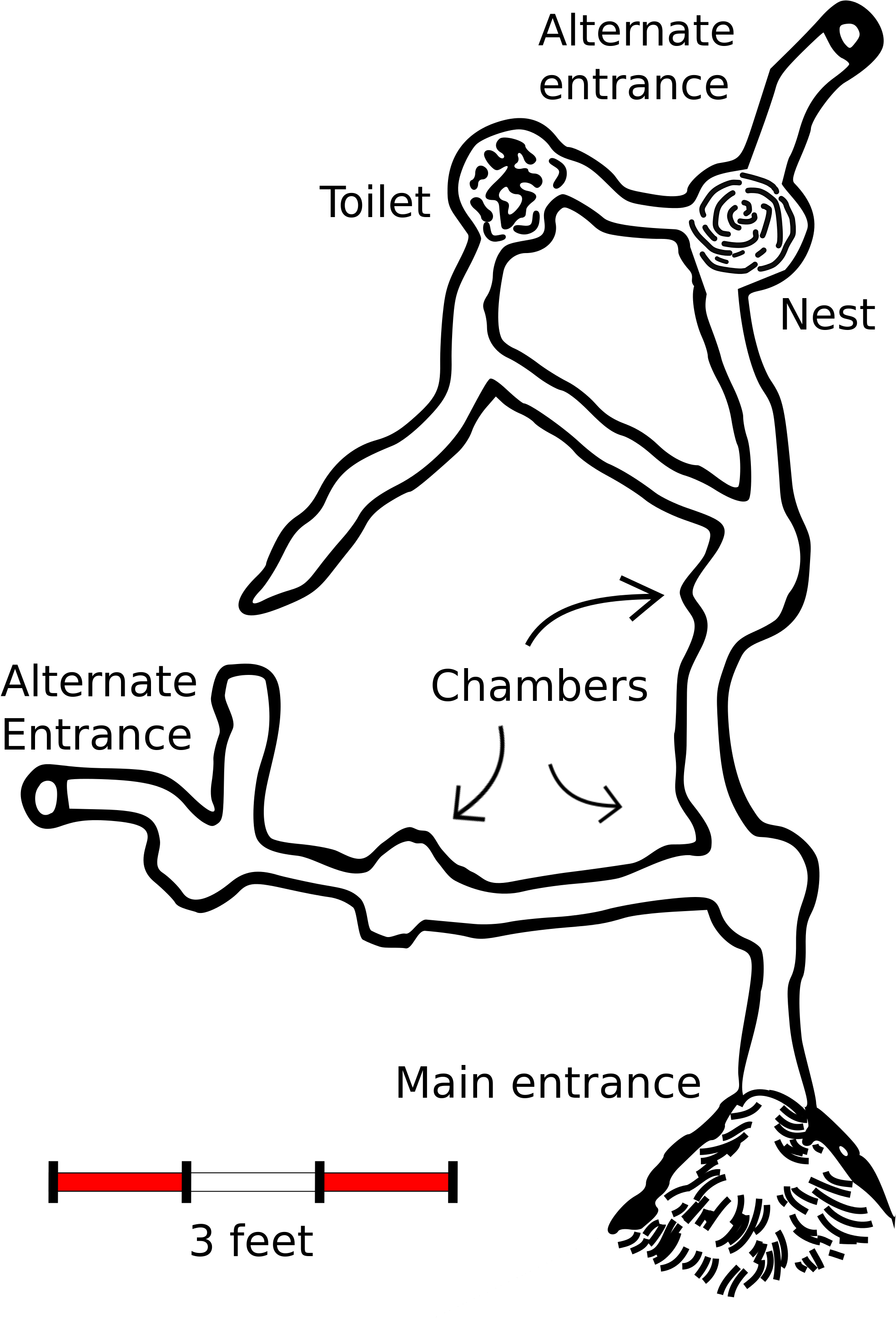 Thirteen Lined Ground Squirrel Burrow (2000x2897), Png Download