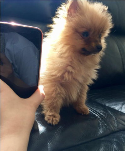 Teacup Pomeranian Puppy 8 Weeks Old - Pomeranian (640x480), Png Download