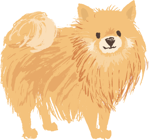 Pomeranian Tan - Pomeranian (577x577), Png Download