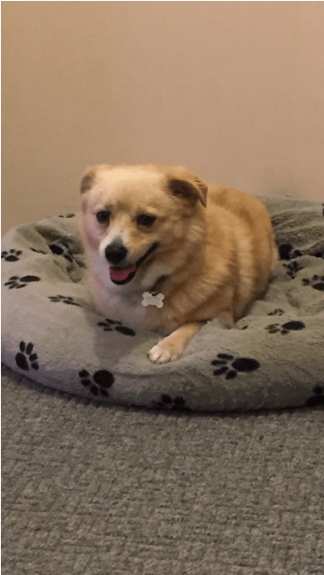 Chester Small Male Mix Dog In Vic - Canaan Dog (638x638), Png Download