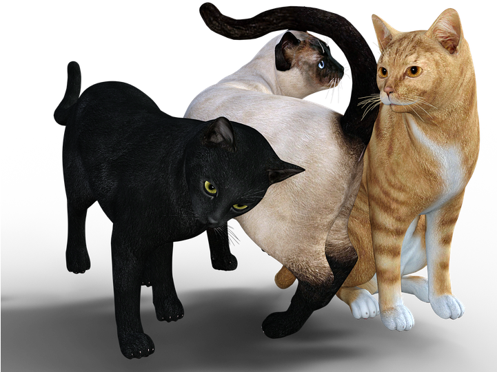 Cat, Mackerel, Graugetiegert, Kitten, Sneak, Cute - Cat Purring Transparent (720x720), Png Download