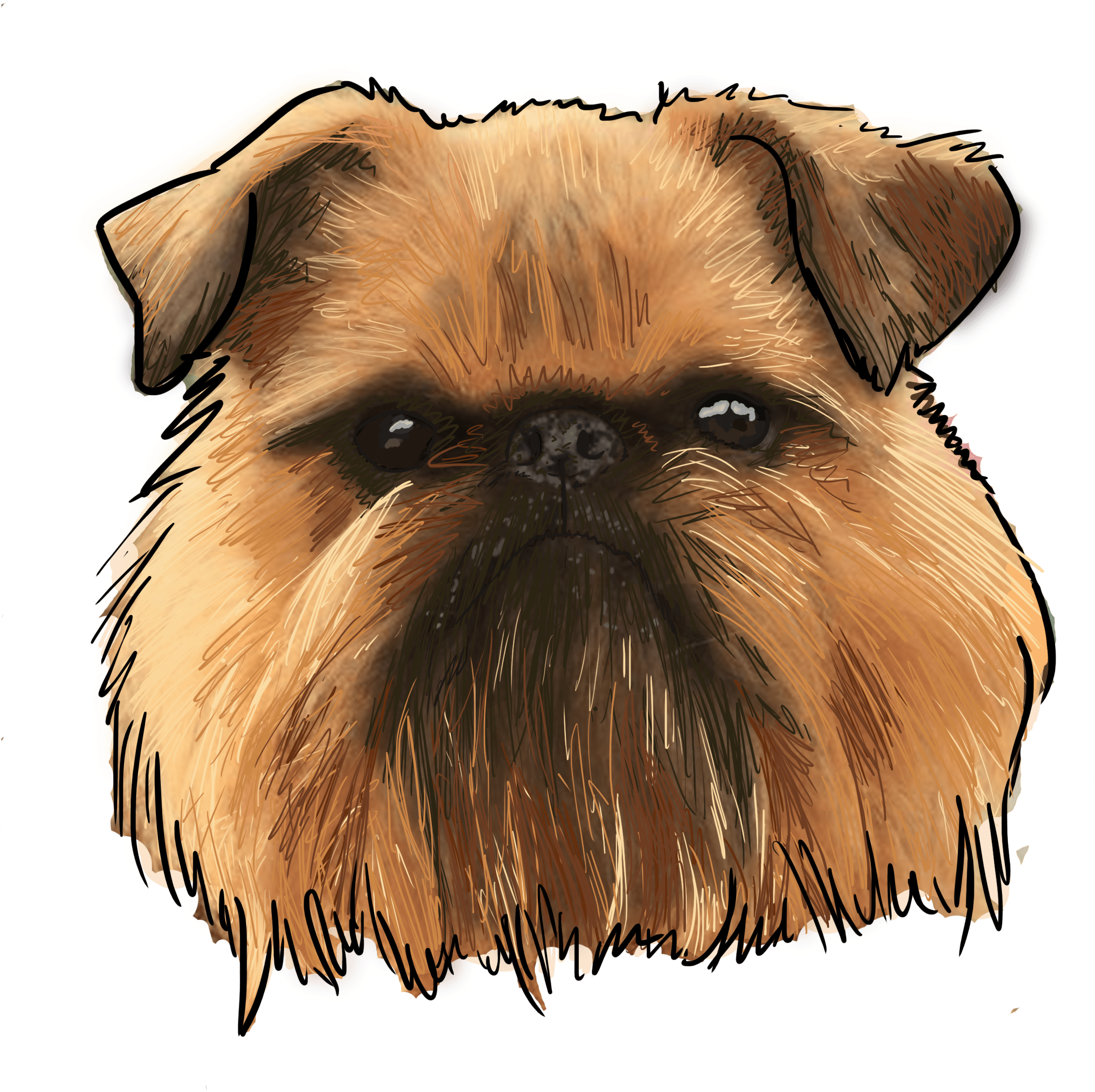 Brussels Griffon, Why Are You A Dog On This Episode - Companion Dog (3000x3000), Png Download