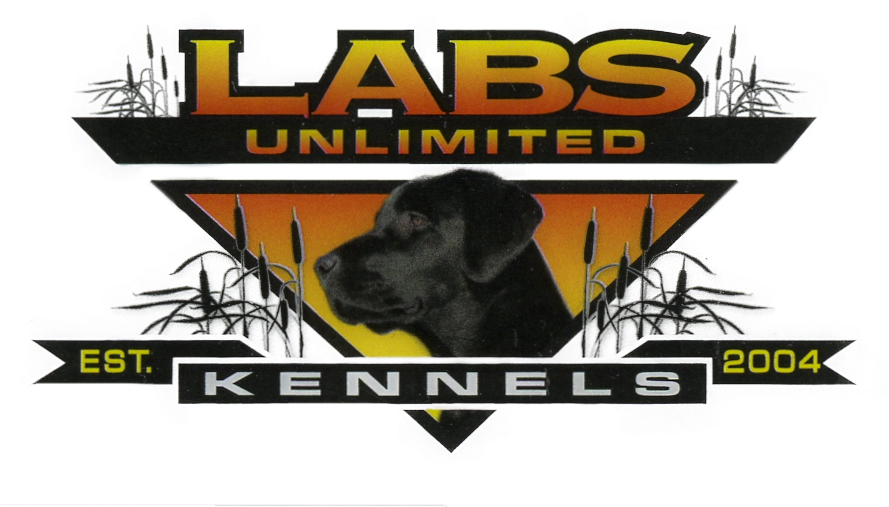 Labrador Retriever (888x537), Png Download