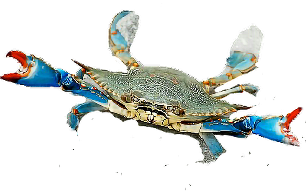 Report Abuse - Dalyan Mavi Yengeç (1024x653), Png Download