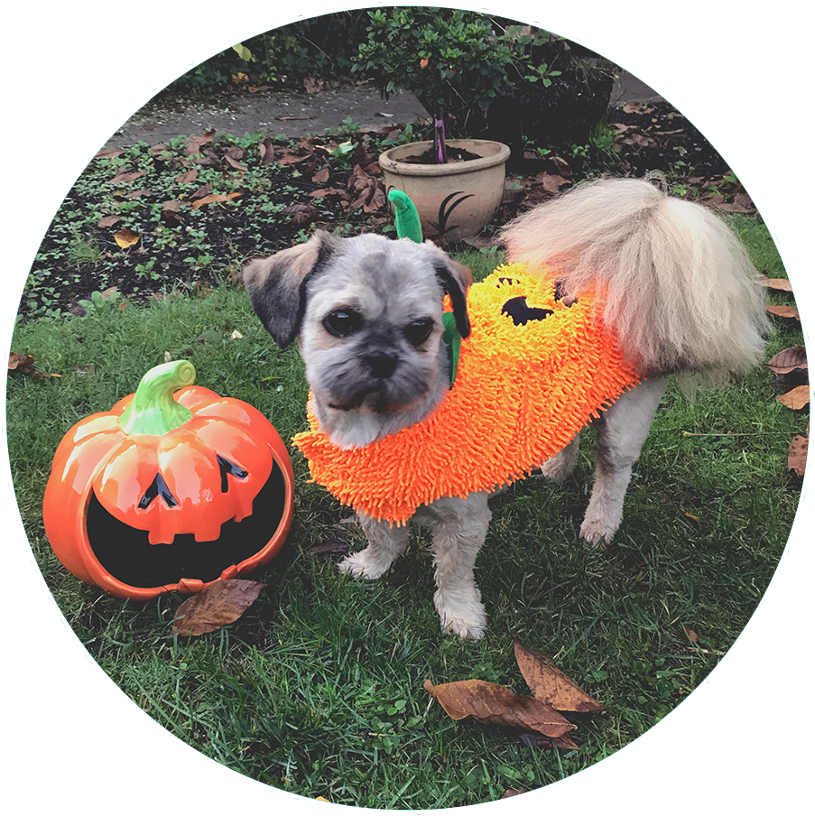 "two Pumpkins In The Garden" - Pug (925x925), Png Download