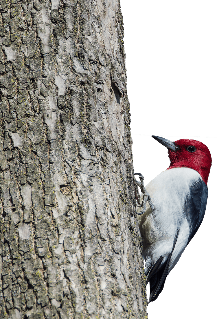 Red Headed Woodpecker (750x1100), Png Download