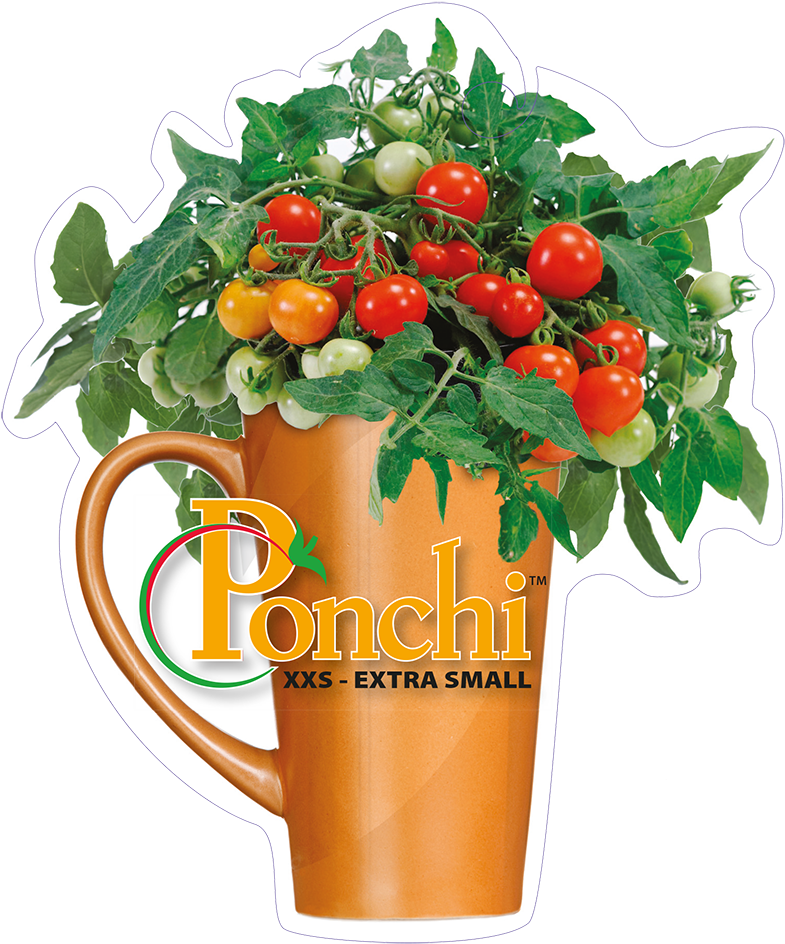 Click To Open Image Click To Open Image - Garden Roses (886x1069), Png Download