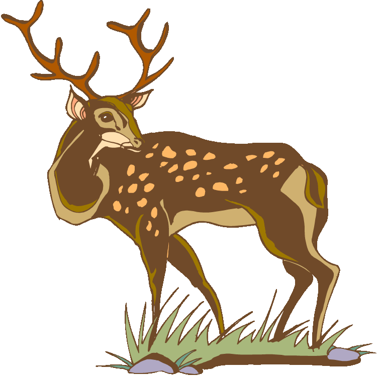 White-tailed Deer - Deer (750x750), Png Download