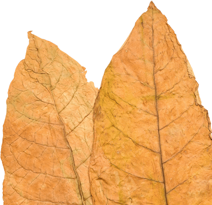 Tobacco Leaf - Gambel Oak (813x798), Png Download