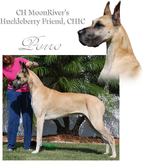 Ch Moonriver's Huckleberry Friend - Great Dane (600x684), Png Download