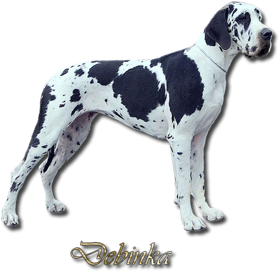 Debinka Na Web - Great Dane (551x570), Png Download