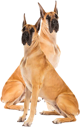 Great Dane (800x565), Png Download