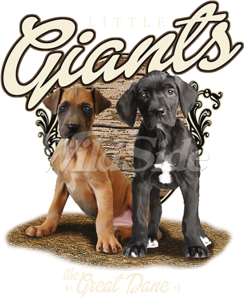 Little Giants, The Great Dane - Companion Dog (600x600), Png Download